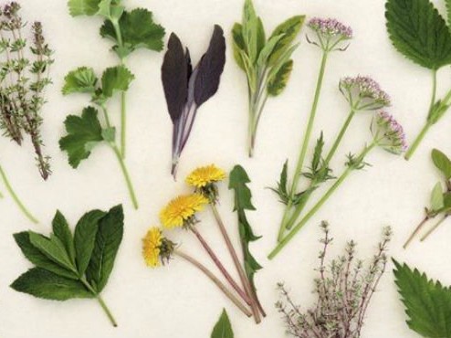 image Plantes aromatiques et médicinales, légumes perpétuels et autres herbacées