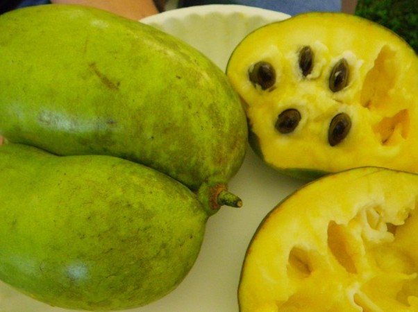 image Arbres fruitiers atypiques